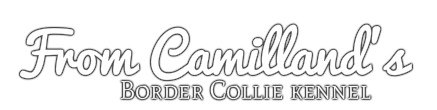 From Camilland's Border Collie kennel