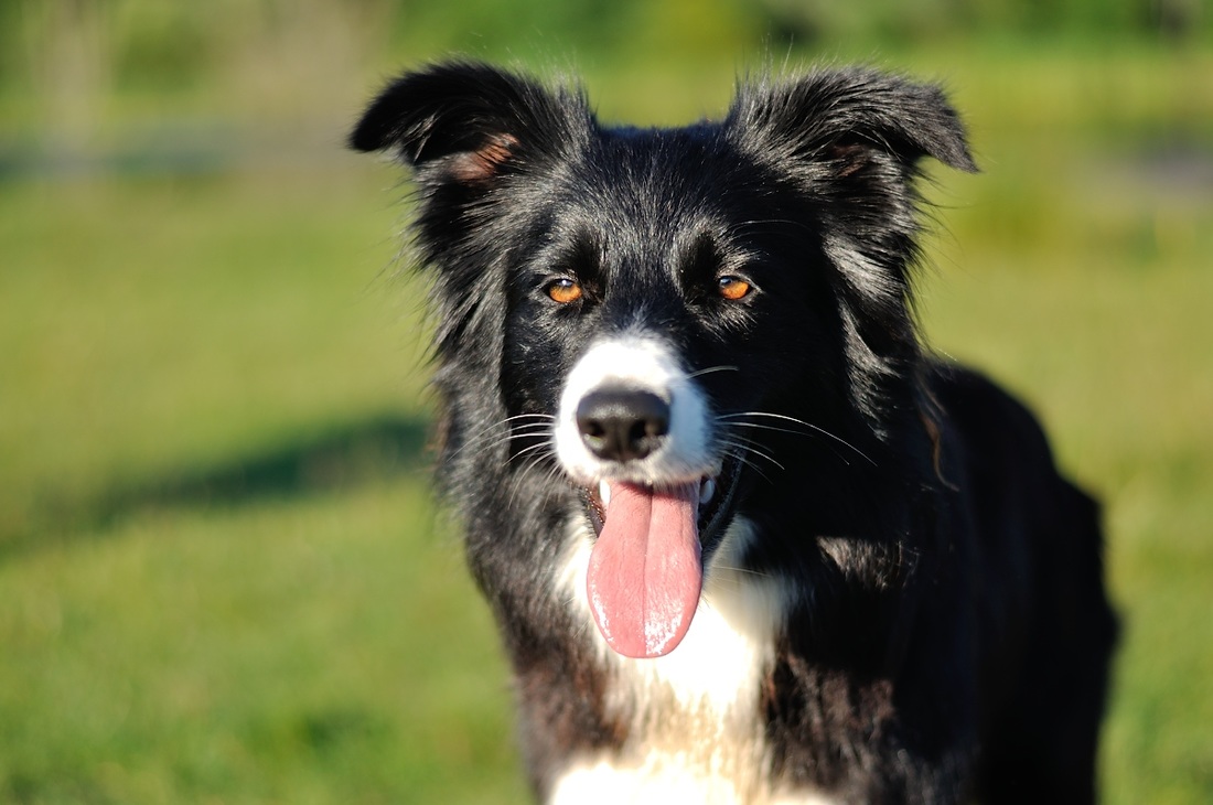 Meggy - From Camilland's Border Collie kennel