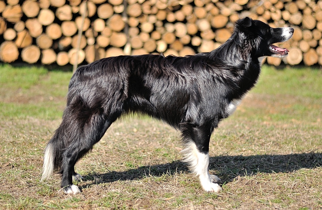 Meggy - From Camilland's Border Collie kennel