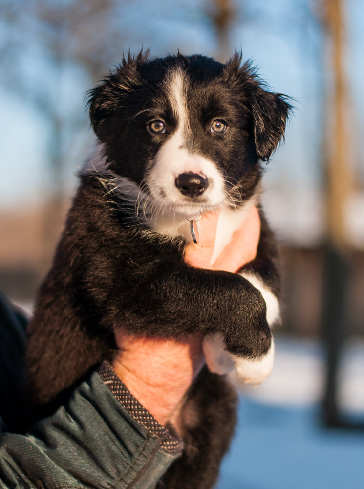 E litter - From Camilland's Border Collie kennel