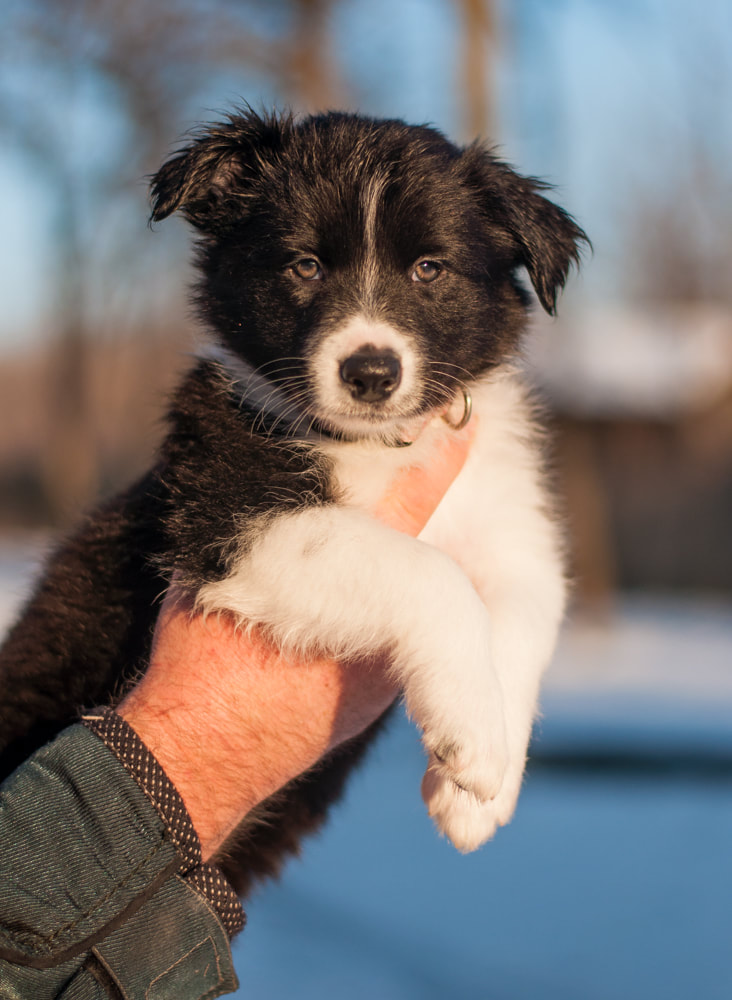 E litter - From Camilland's Border Collie kennel